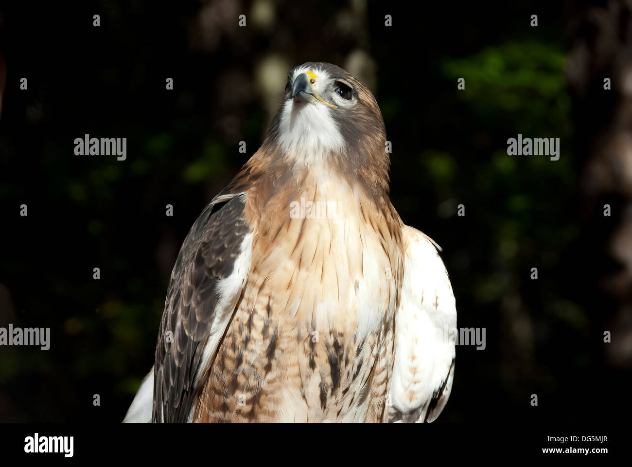 Ein Falke sitzt auf einem Bein, die Sonne genießen. Stockfoto