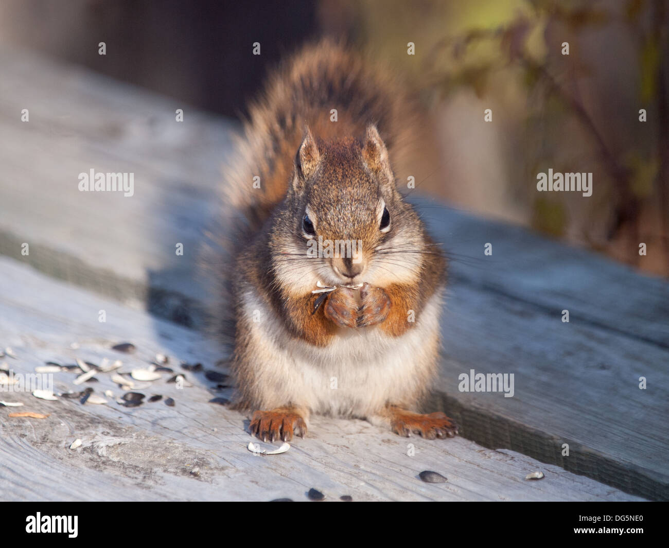 Eine große Persönlichkeit, super nett, Amerikanisches Rotes Eichhörnchen (Tamiasciurus Hudsonicus) ernährt Sonnenblumenkerne in der Nähe von Saskatoon, Kanada. Stockfoto