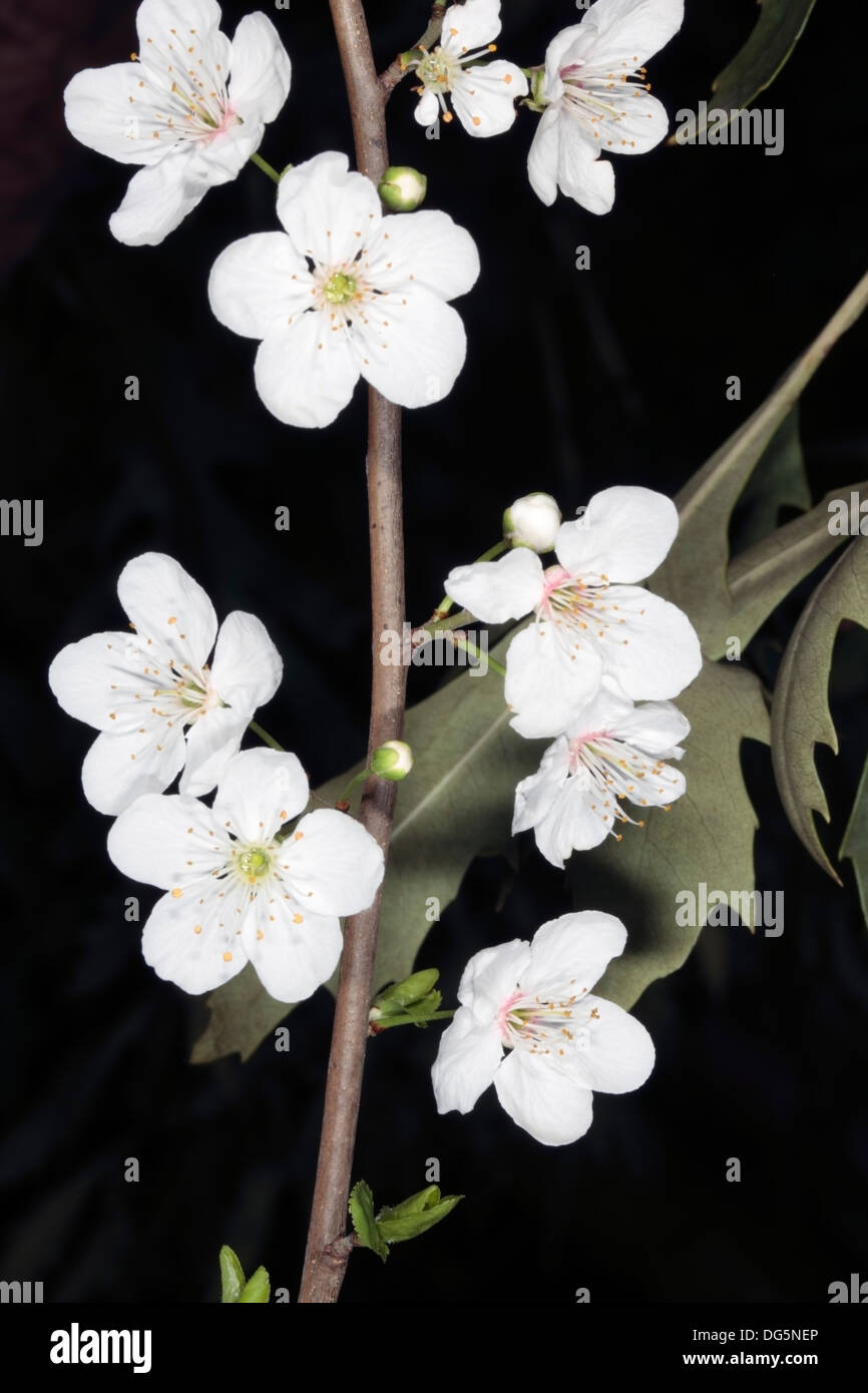 Nahaufnahme der Blüten der Gattung Prunus - Familie Rosengewächse Stockfoto