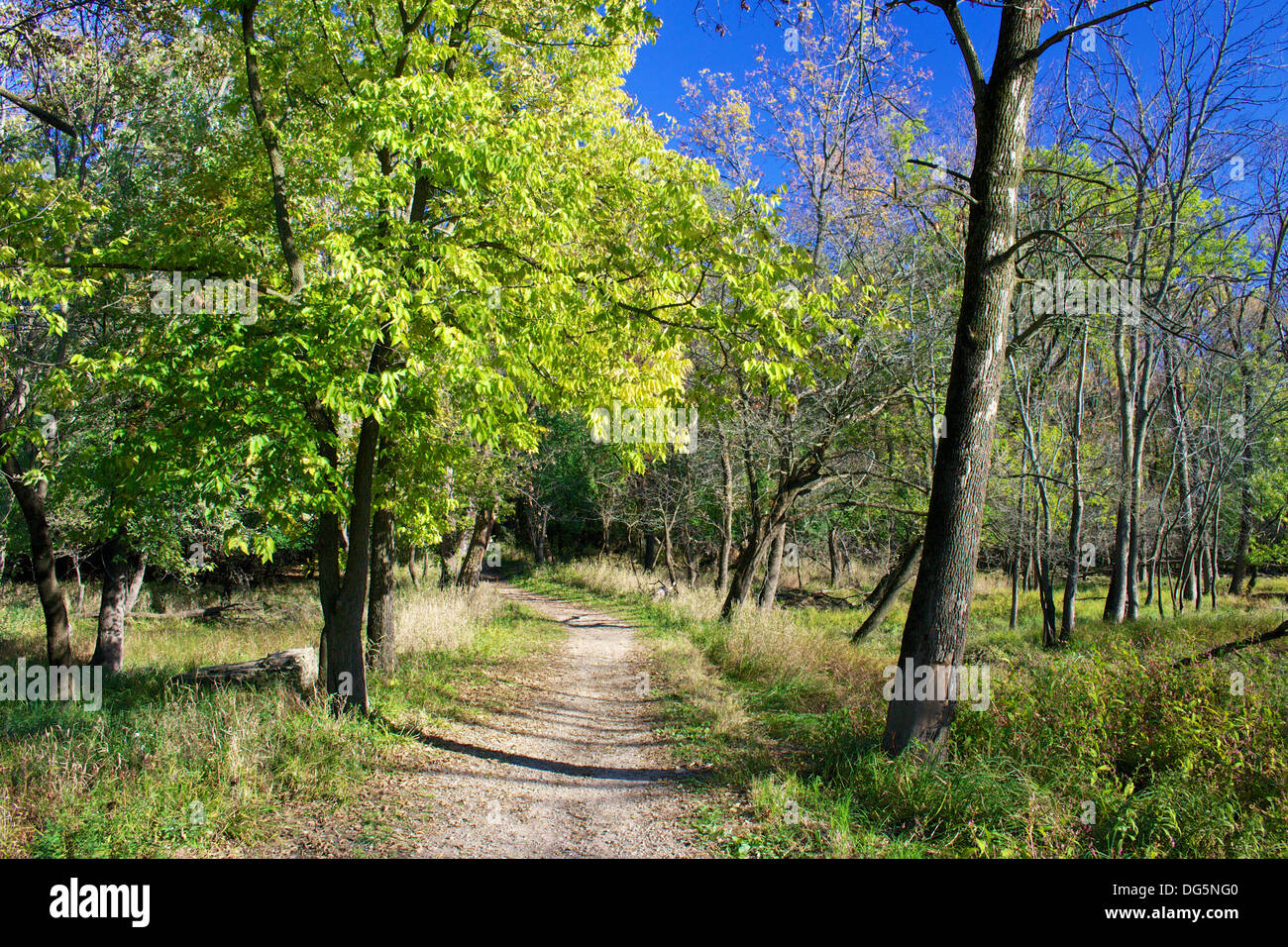 Pfad durch offene Wälder im Herbst. Thatcher Woods Forest Preserve, Cook County, Illinois Stockfoto