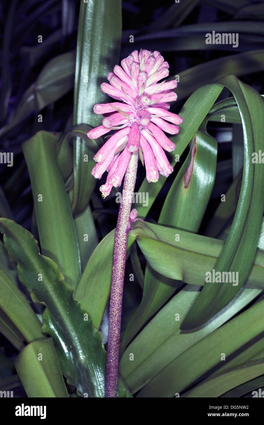 Wald-Lilie / Sandui Lily / Sand Zwiebel / Winter Red Hot Poker - Veltheimia Bracteata - Familie Hyacinthaceae Stockfoto