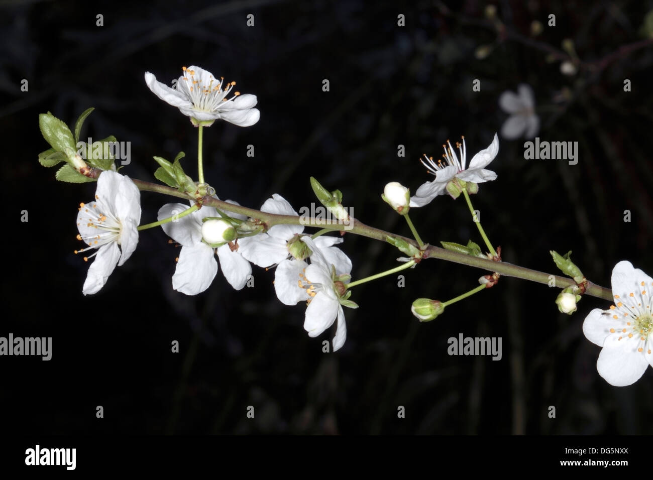 Nahaufnahme der Blüten der Gattung Prunus - Familie Rosengewächse Stockfoto