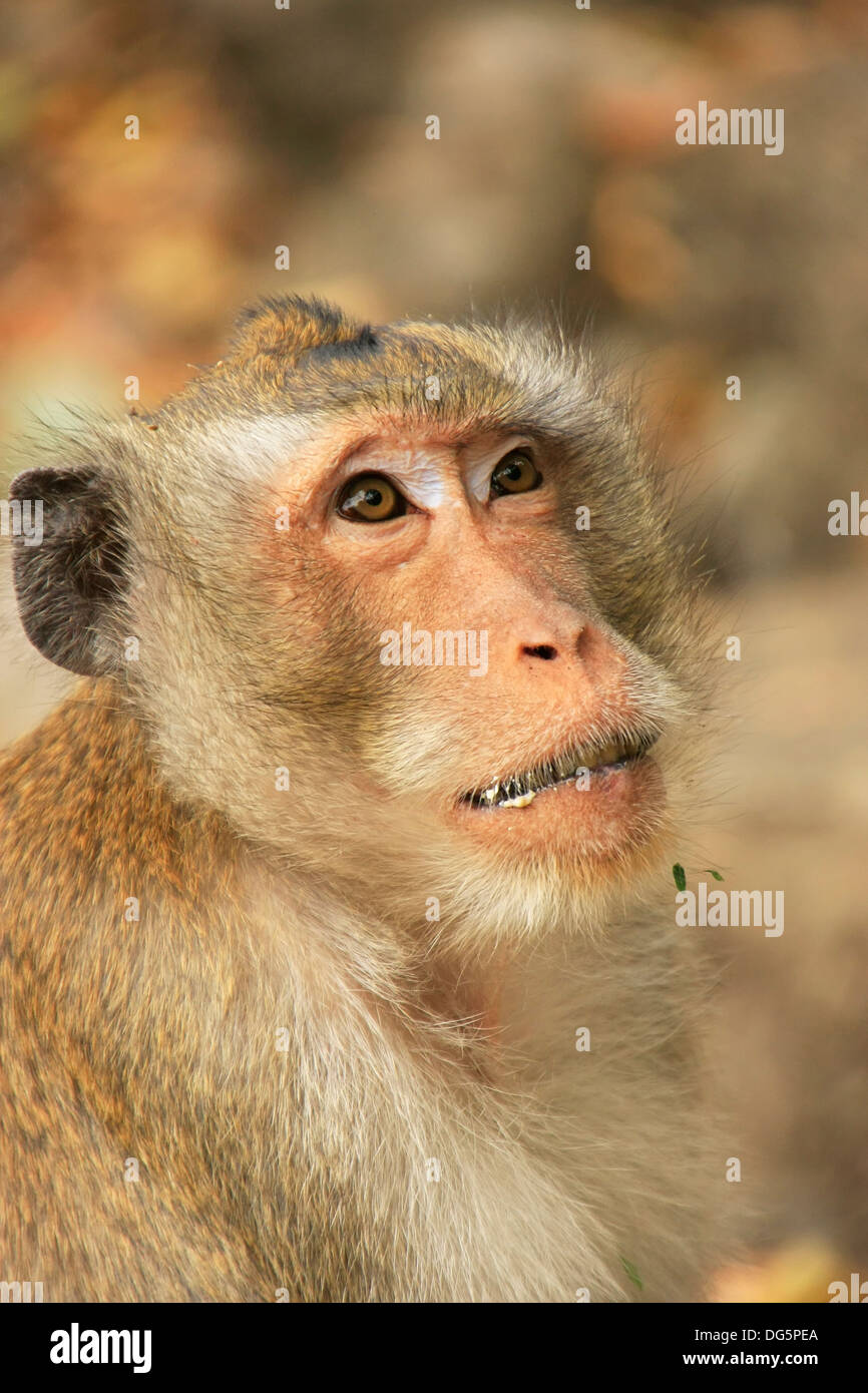 Porträt von Long-tailed macaque Stockfoto