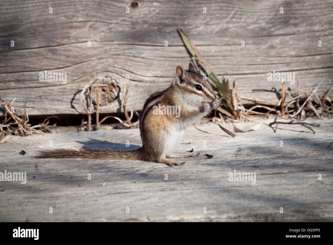 Eine niedliche wenig zumindest Streifenhörnchen (Tamias ZIP) ernährt sich von Sonnenblumenkernen in Beaver Creek Conservation Area in der Nähe von Saskatoon, Kanada. Stockfoto