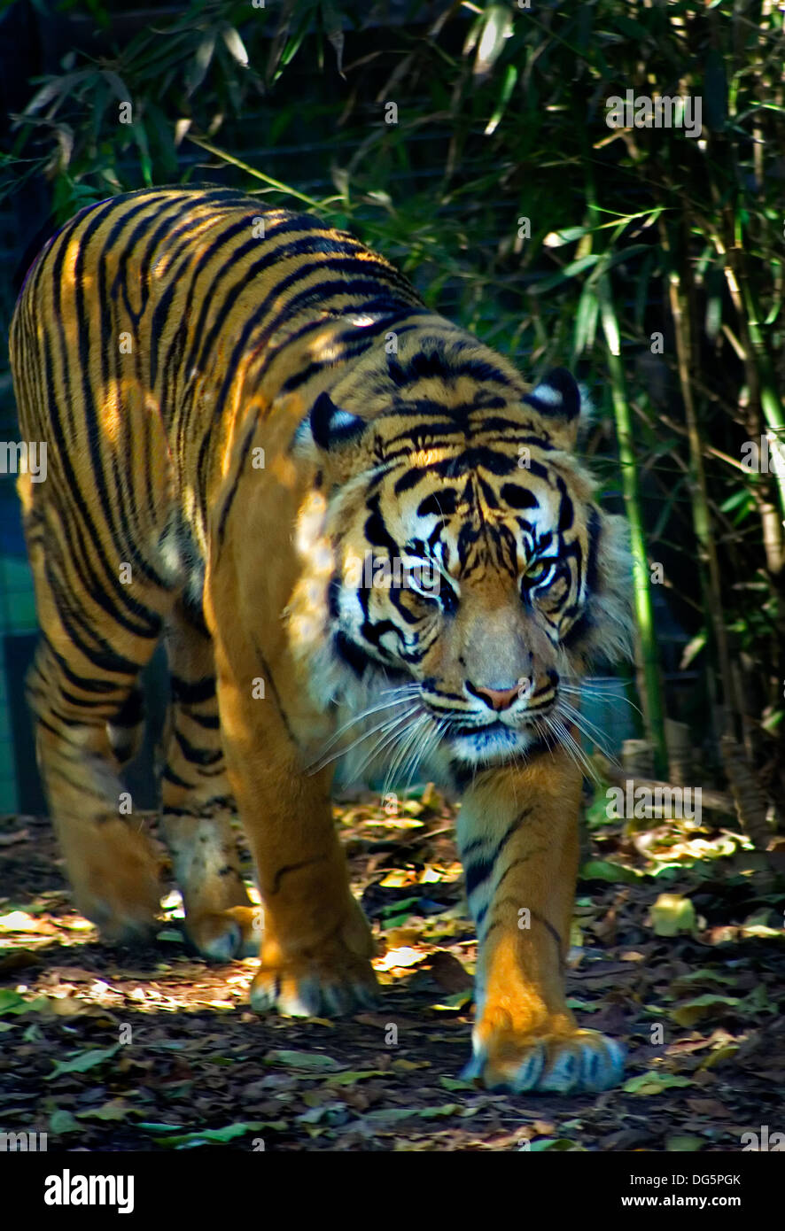 Tiger im Dschungel wandern Stockfoto
