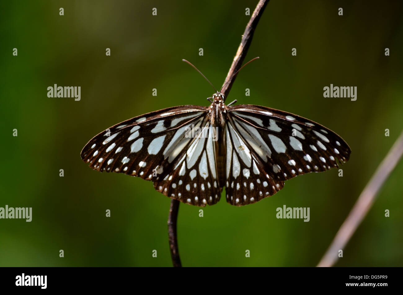 Dunklen Gläsern Tiger Schmetterling auf Ast Stockfoto