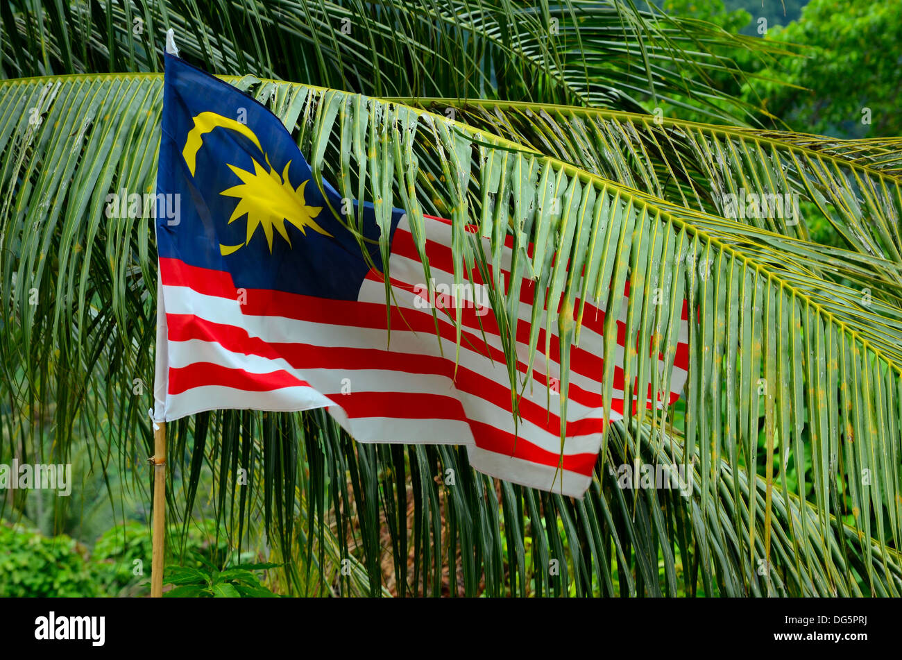 Malaysia Fahne flattert unter tropischen Baumblätter Stockfoto