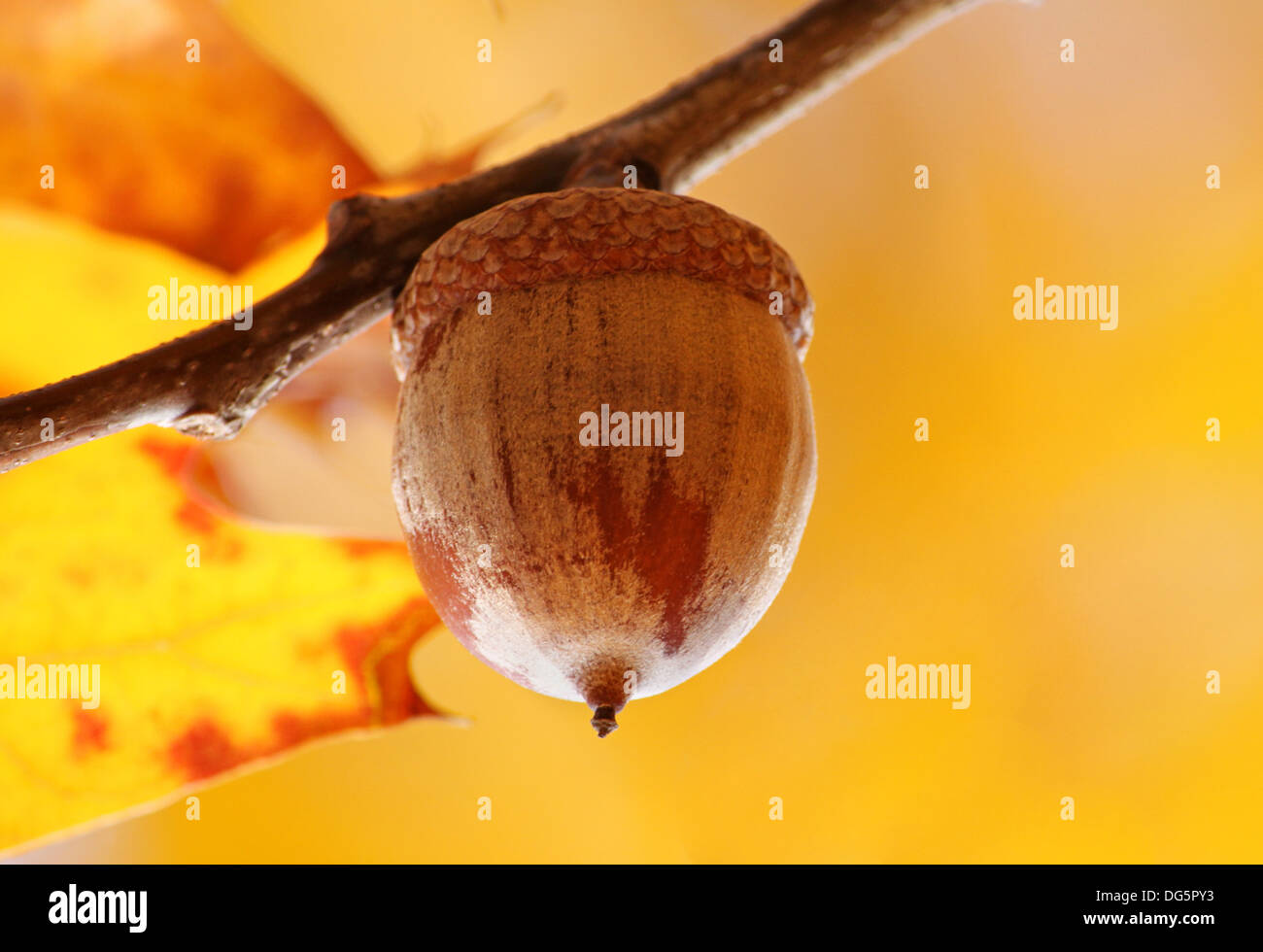 Eichel makro -Fotos und -Bildmaterial in hoher Auflösung – Alamy