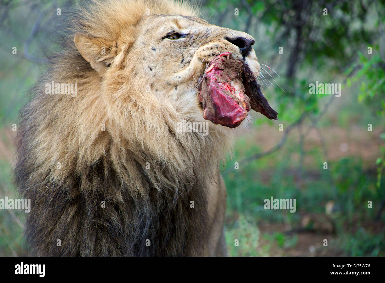 Löwe mit seinem Abendessen, rohes Fleisch in den Busch. Namibia Stockfoto