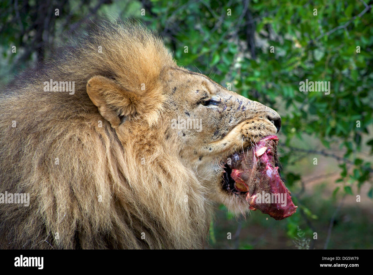 Löwe mit seinem Abendessen, rohes Fleisch in den Busch. Namibia Stockfoto