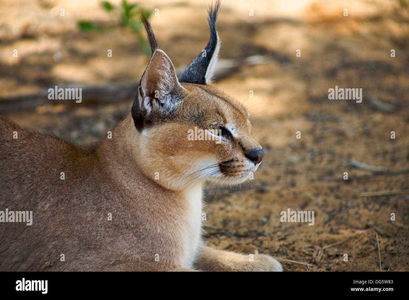 Nahaufnahme von Caracal in Namibia Stockfoto