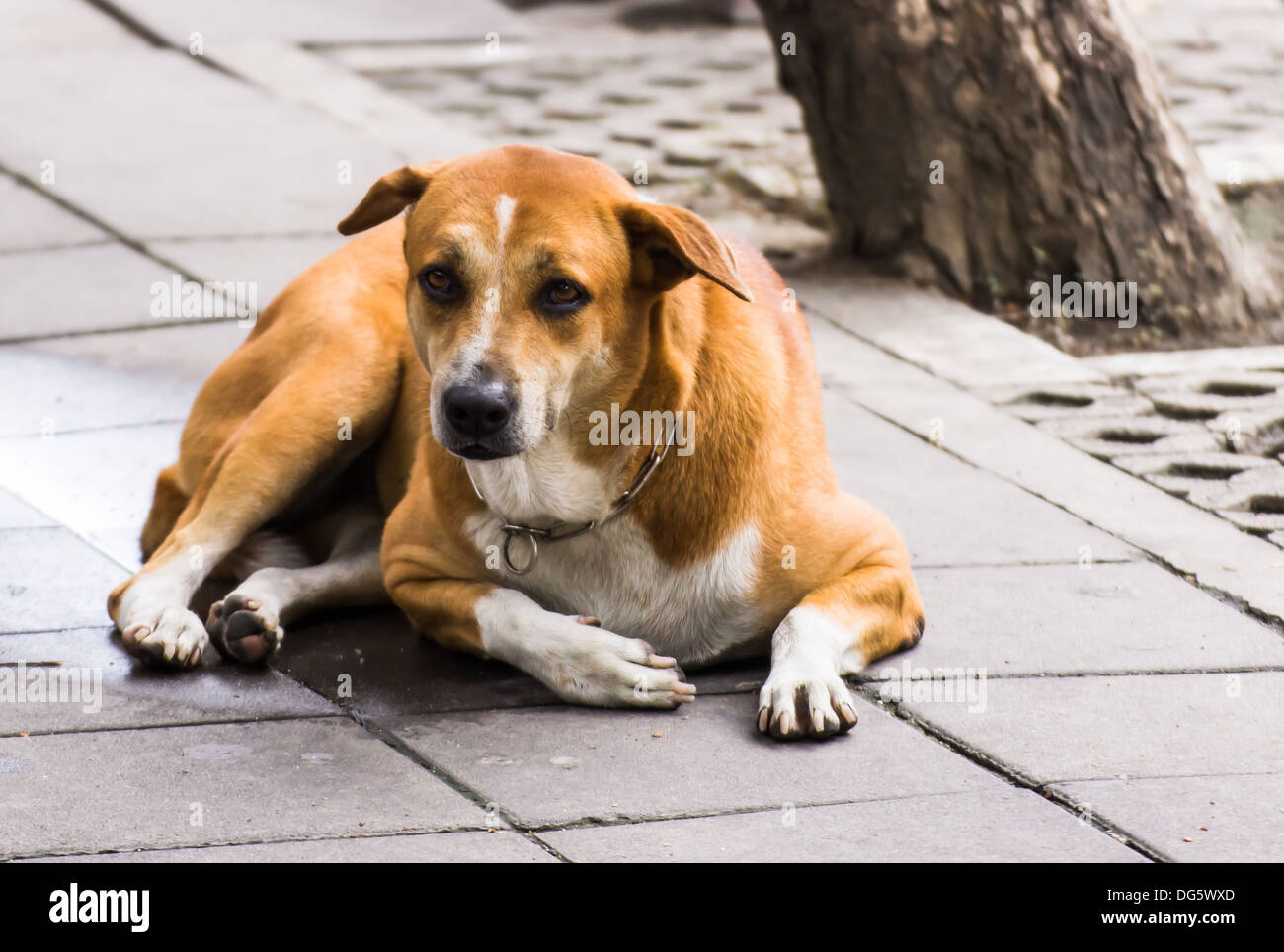 Ein Hund auf der Straße irgendwo in Bangkok, Thailand Stockfoto