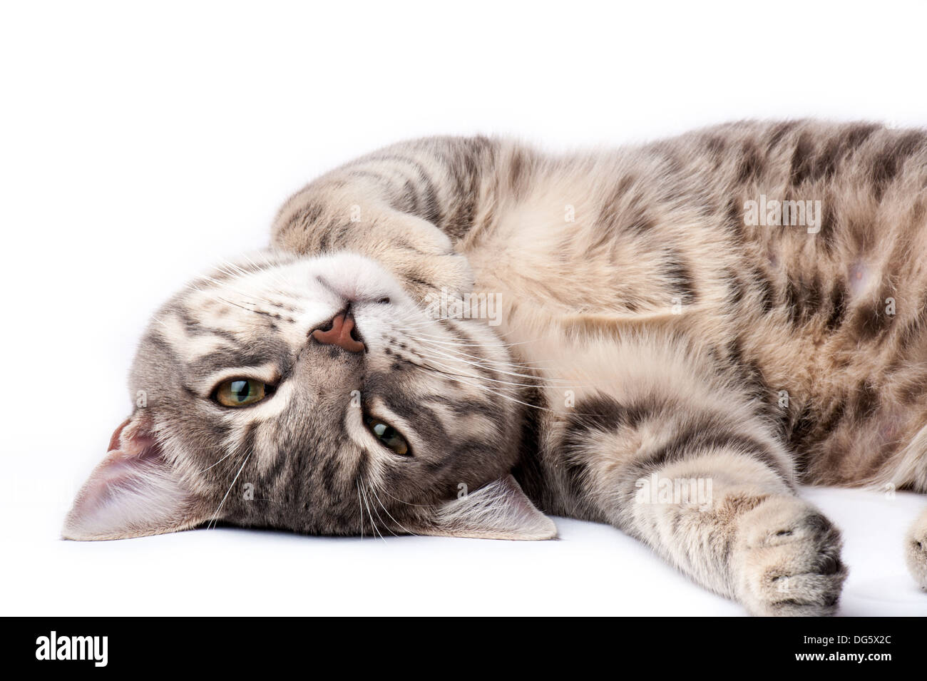 Tabby Katze entspannen und Blick in die Kamera Stockfoto