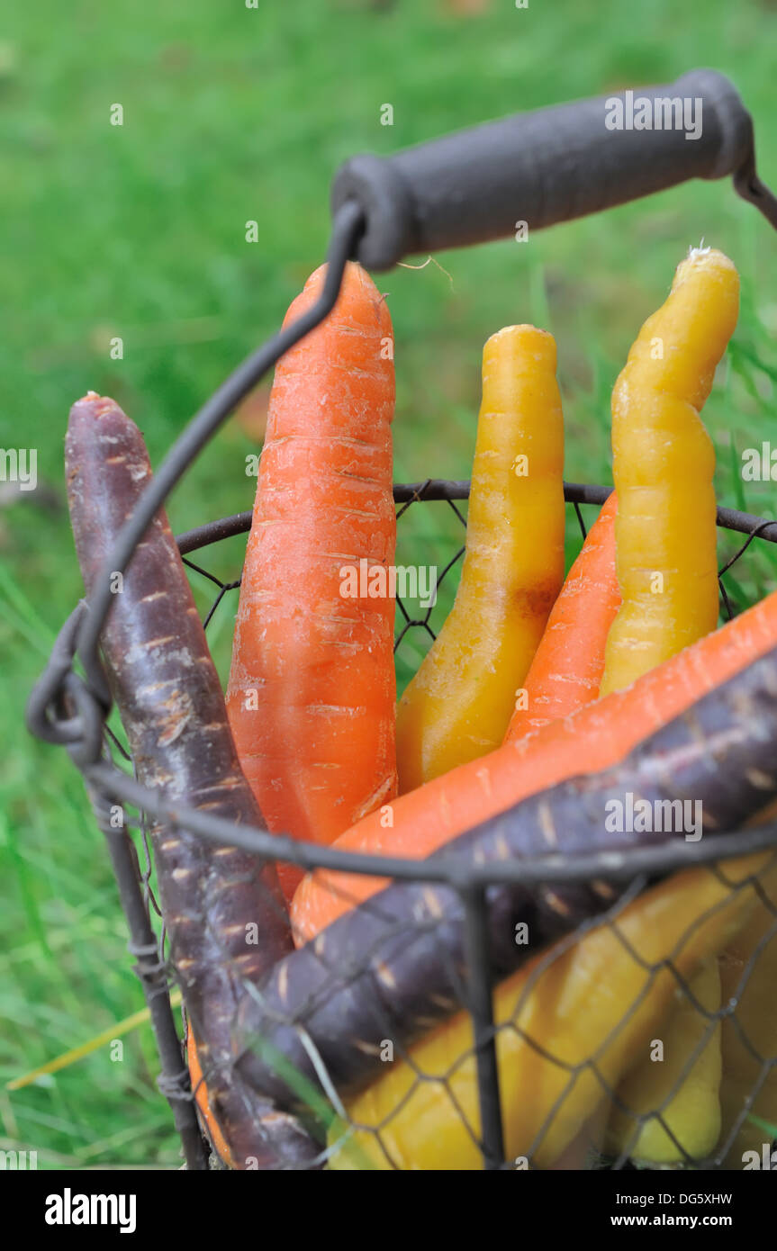 Karotten in verschiedenen Farben in einem Metallkorb Stockfoto