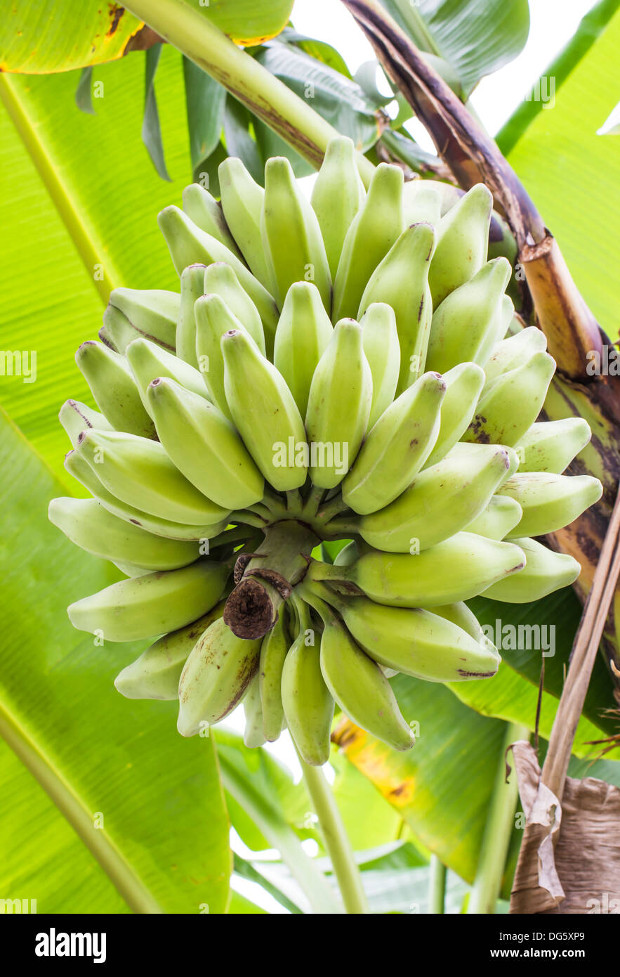 Silber Bluggoe, (Musa Sapientum Linn oder Musa (ABB-Gruppe) "Kluai Hak Mulk" Namen Thailand am Bananenbaum Stockfoto