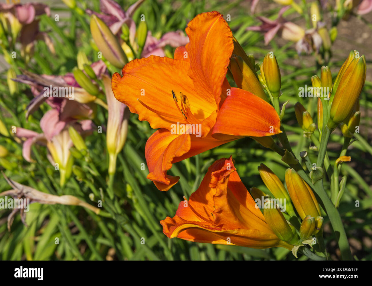 Orange Lilie Blume mit anderen Lilien im Hintergrund Stockfoto