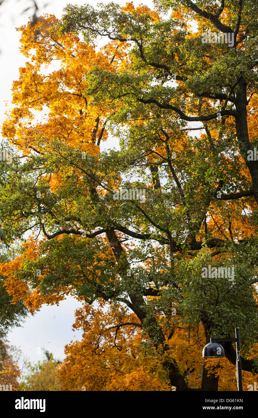 Herbstlaub in einem Park in Helsinki Stockfoto