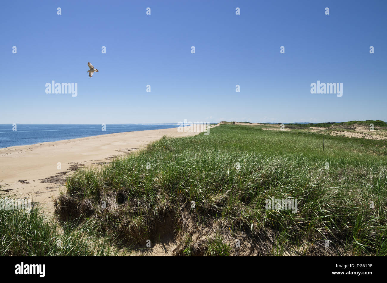 Dünen und Strand auf Plum Island in Massachusetts Stockfoto