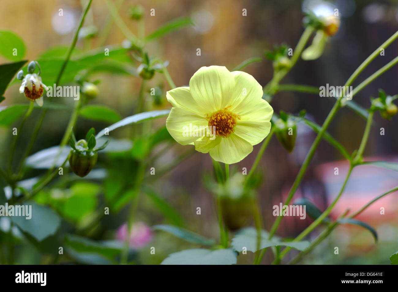 Dahlie Moonflower Stockfoto