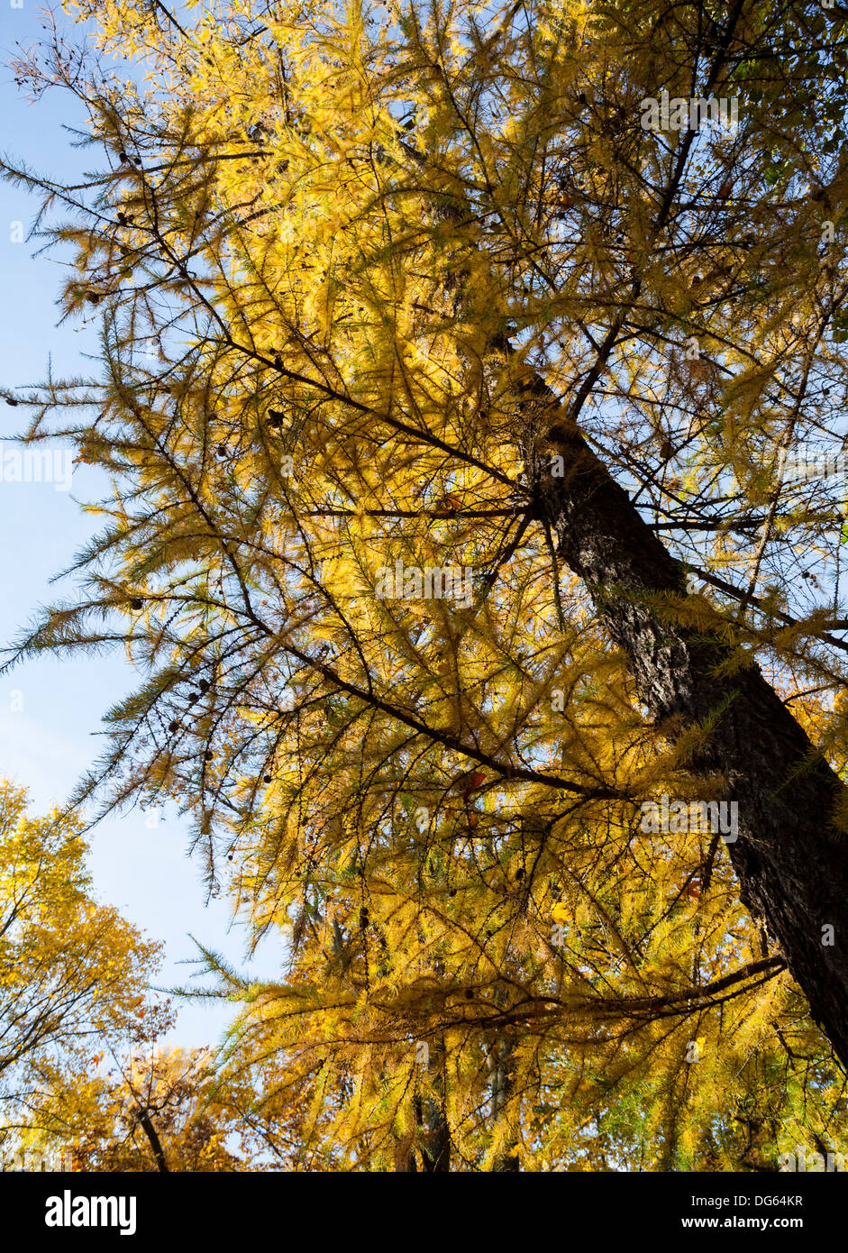 Europäische Lärche in Herbstfarben Stockfoto