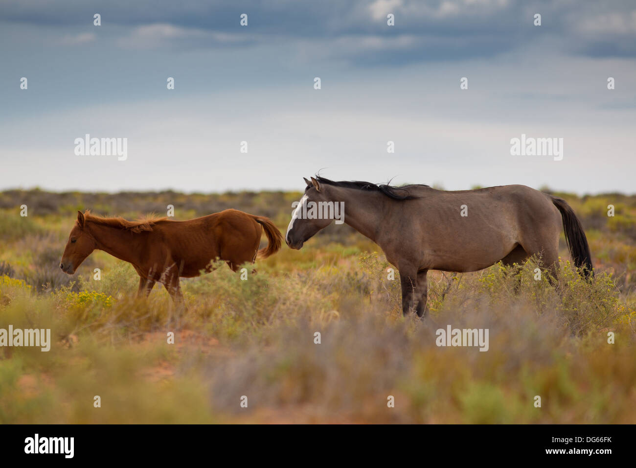 Wilde Pferde In Utah in der Nähe des Monument Valley, innerhalb der Navajo-Indianer-Reservat Stockfoto