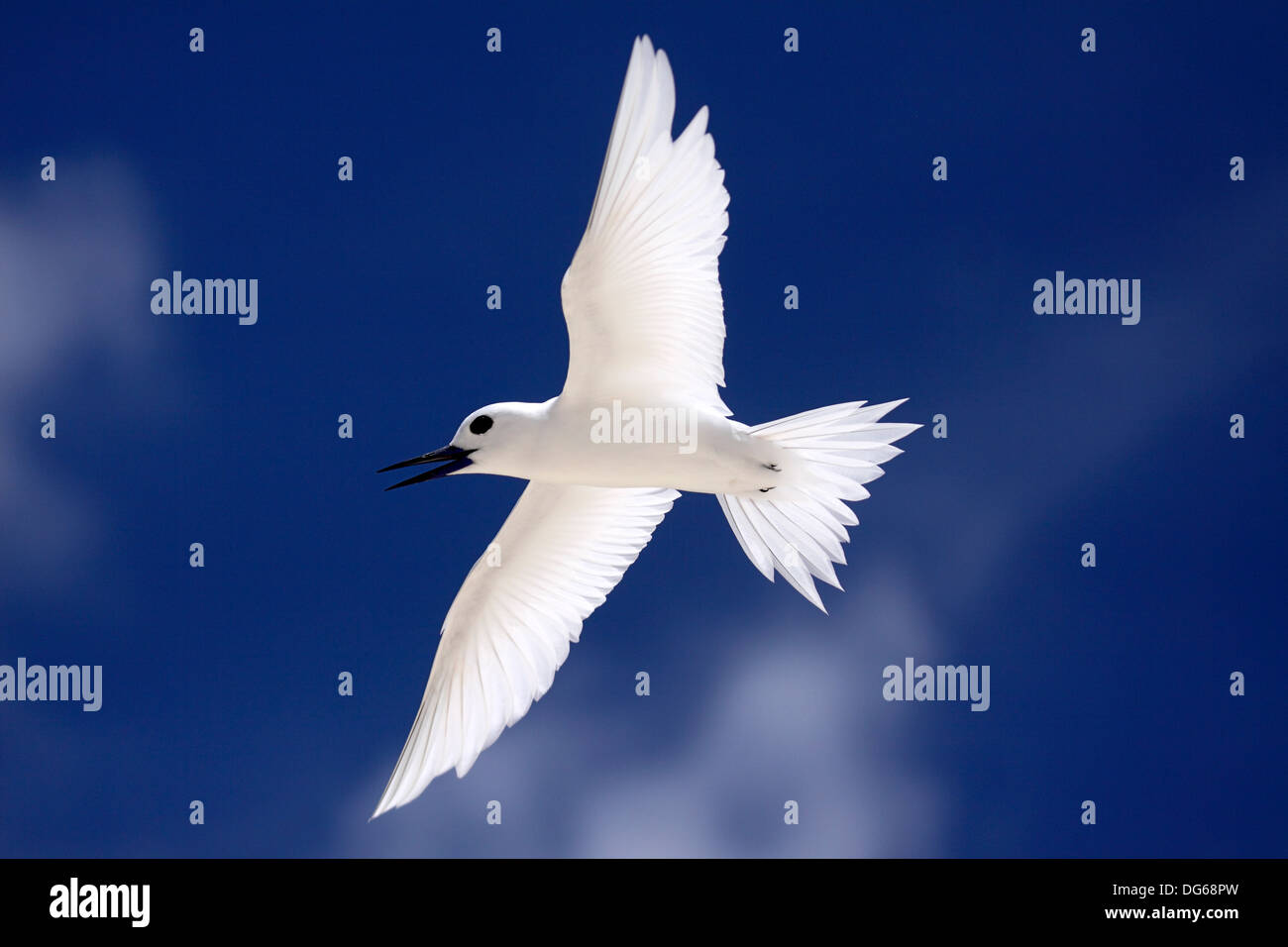 Weiß oder Fairy Tern aufrufen im Flug auf Bird Island-Seychellen Stockfoto