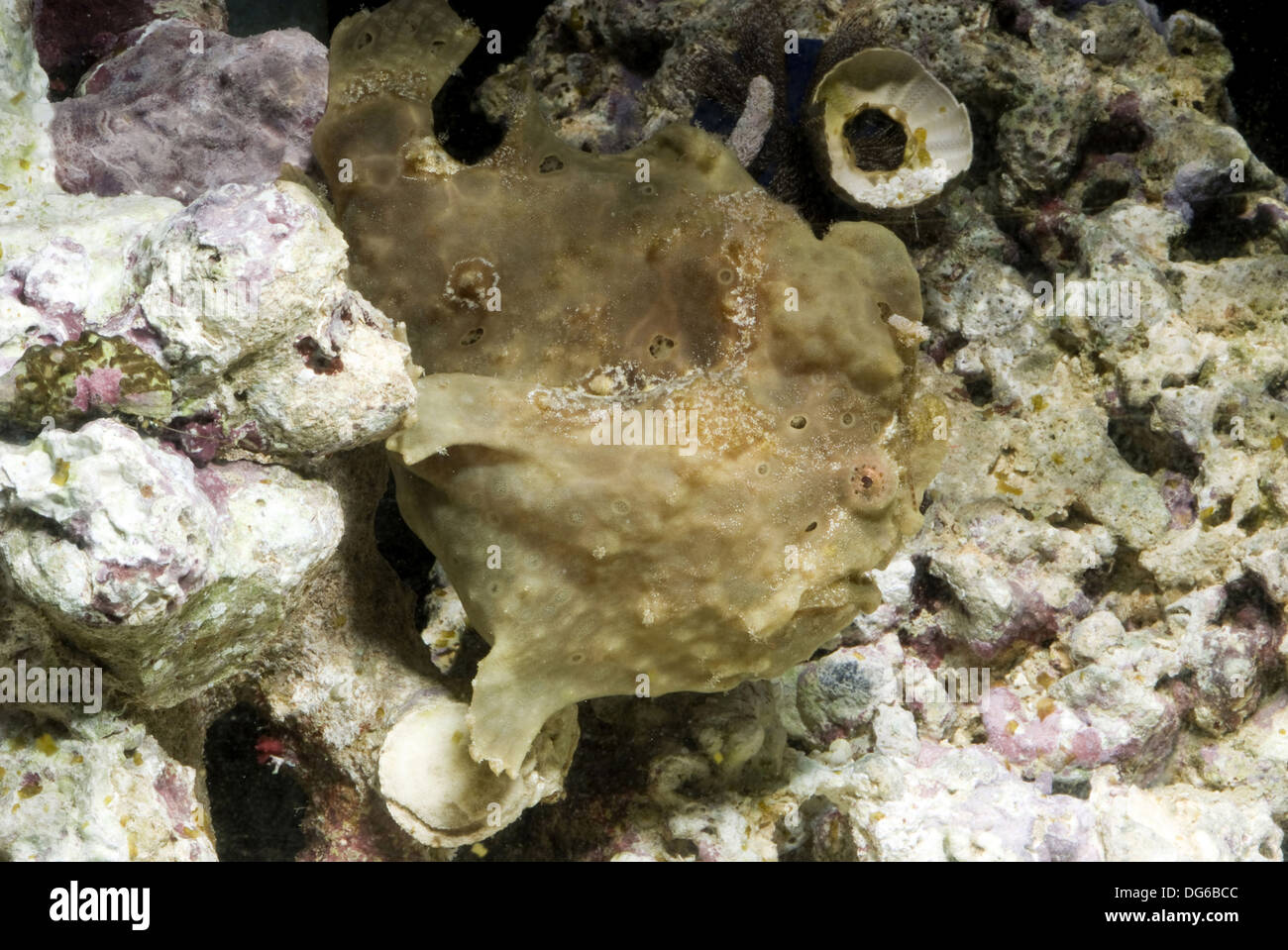 warzige Anglerfisch Antennarius maculatus Stockfoto