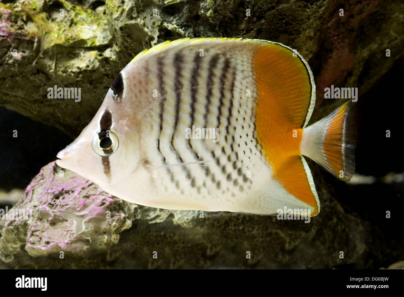 Seychellen Butterflyfish, Chaetodontidae madagaskariensis Stockfoto