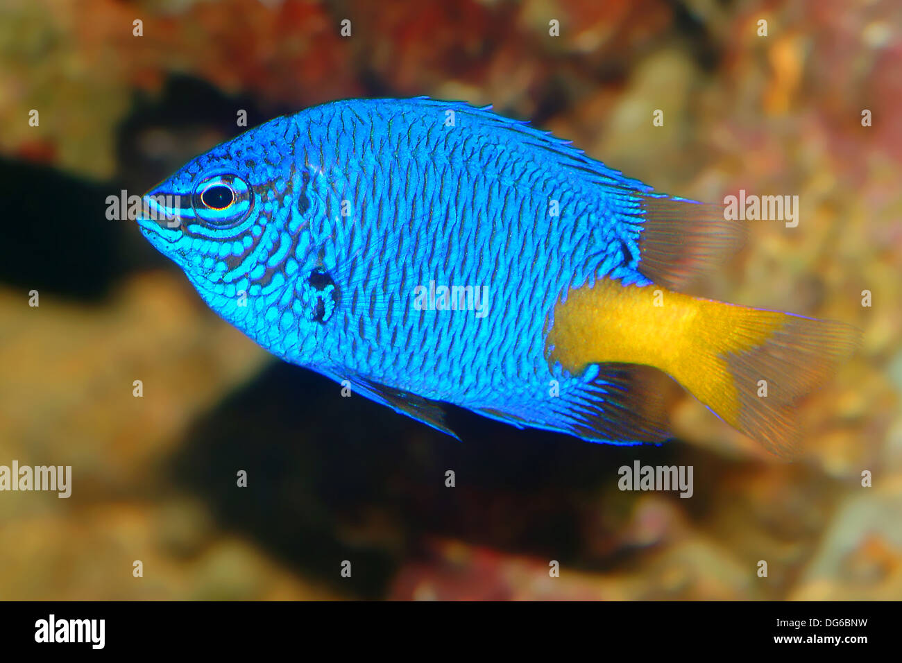 Goldtail Prachtlibelle, Chrysiptera parasema Stockfoto