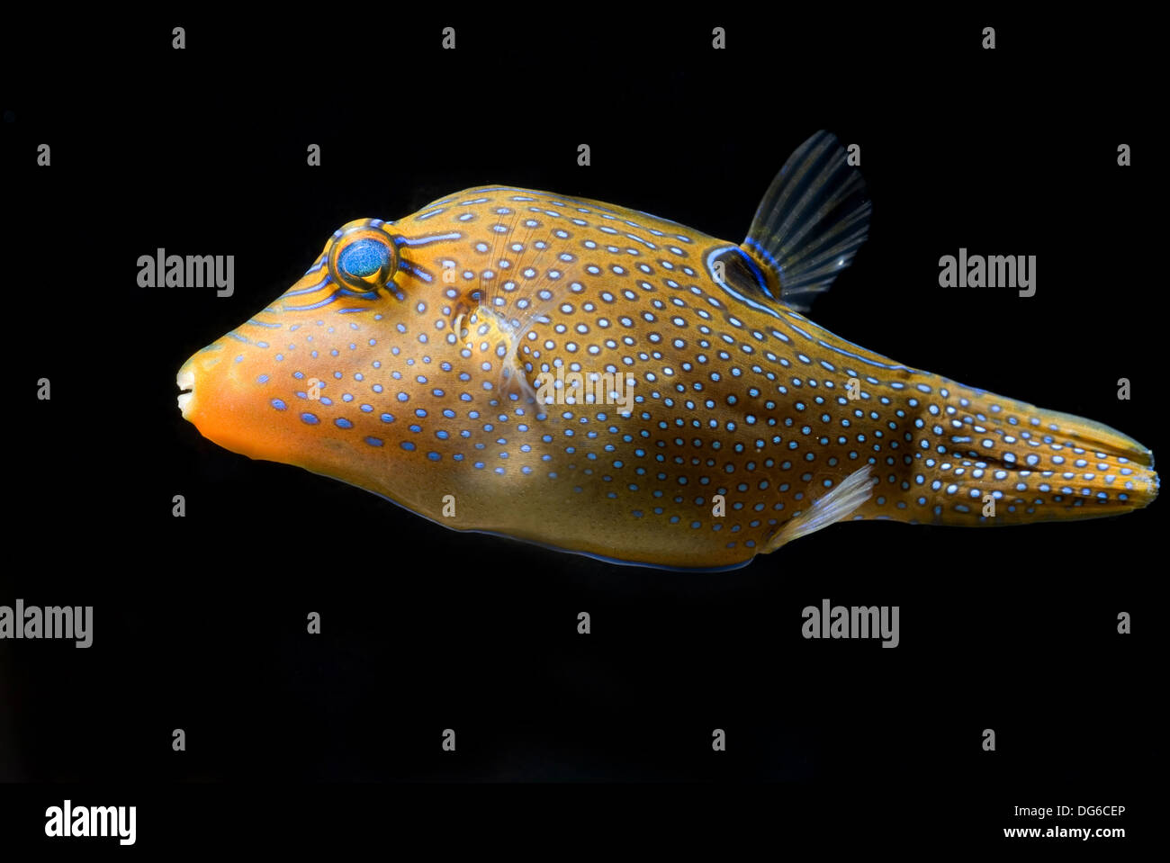 Papuan Toby, Canthigaster papua Stockfoto