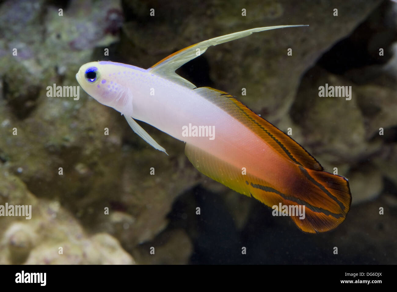 Feuer Dartfish, Nemateleotris magnifica Stockfoto