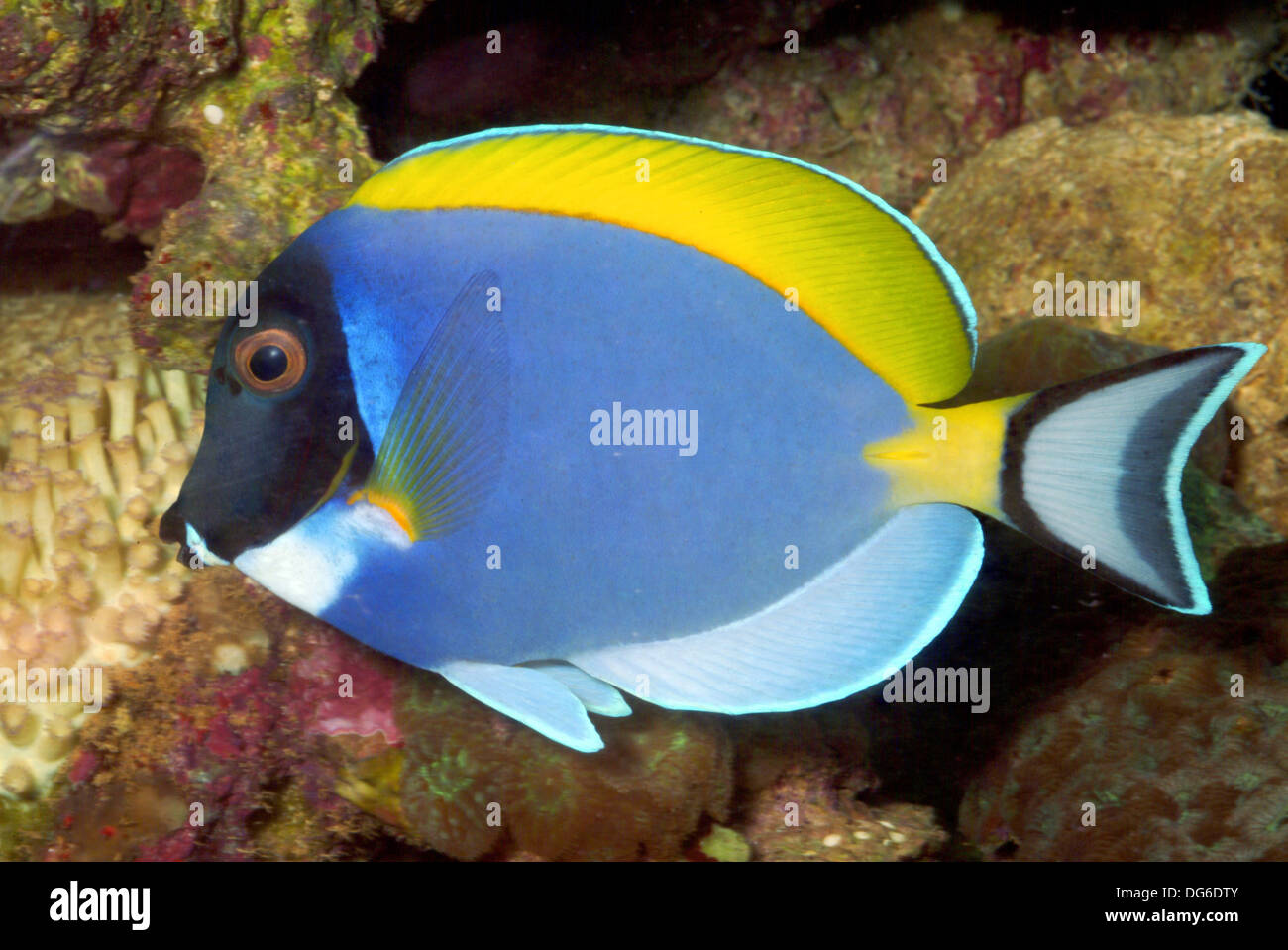 Powderblue Doktorfisch Acanthurus leucosternon Stockfoto