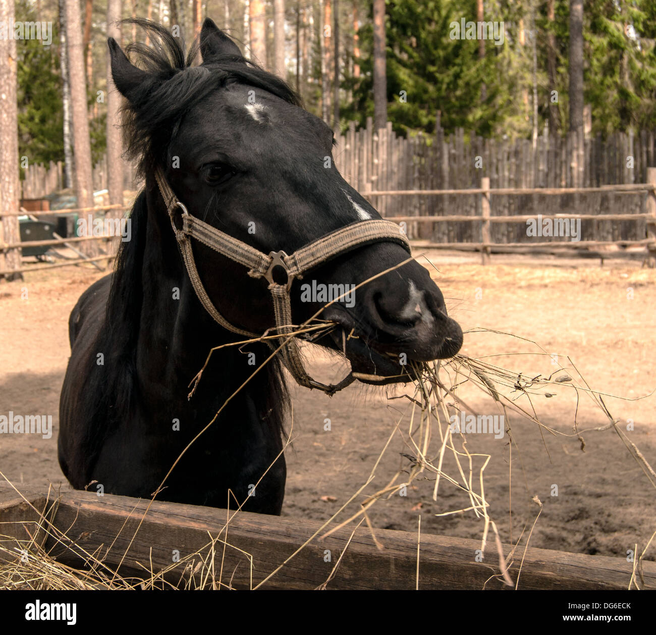 schwarzes Pferd Porträt mit trockenen Gräsern Essen Stockfoto