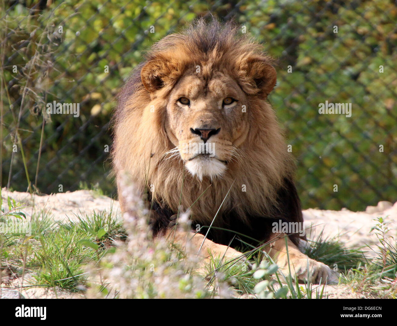 Nahaufnahme des Kopfes eines Reifen Löwen (Panthera Leo) im Zoo-Einstellung Stockfoto