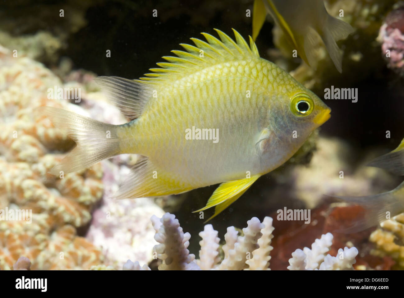 Goldene Riffbarsche, Amblyglyphidodon aureus Stockfoto