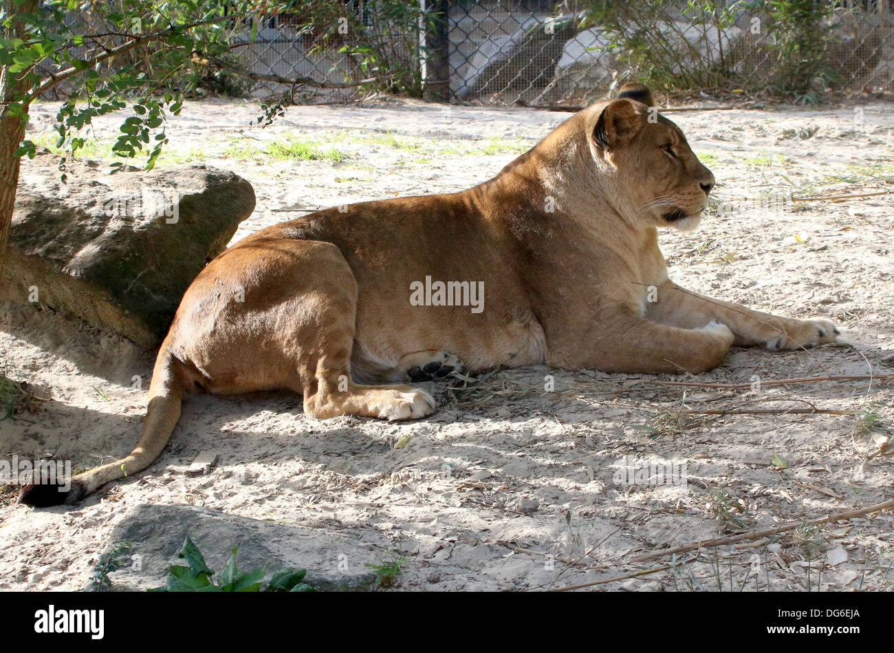 Nahaufnahme von einer Reifen Löwin (Panthera Leo) im Zoo-Einstellung Stockfoto