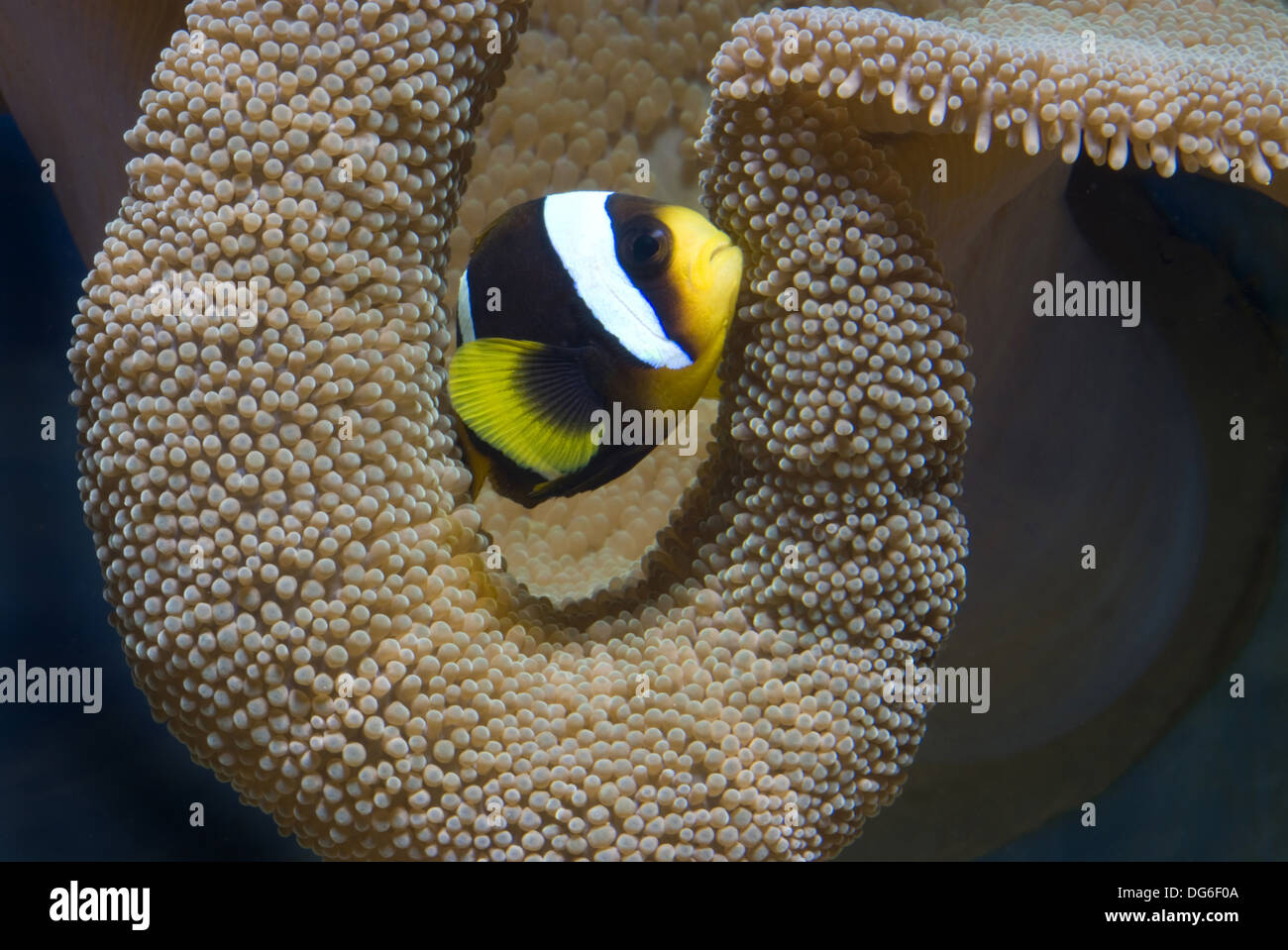mauritische Anemonenfischen Amphiprion chrysogaster Stockfoto