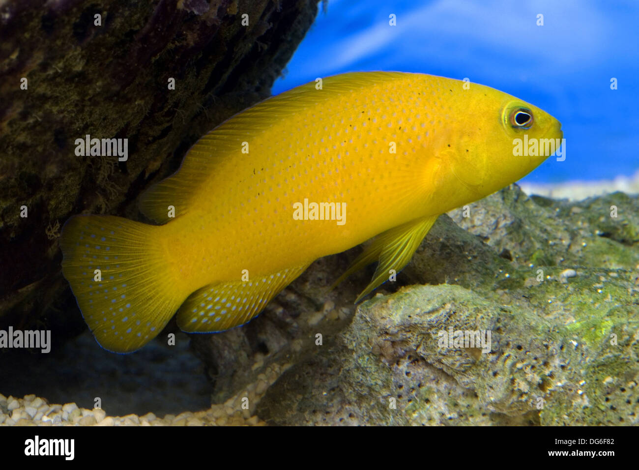 braune Dottyback, Pseudochromis aureus Stockfoto
