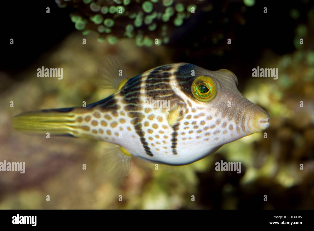 Valentinni Scharfnasenhai Kugelfisch, Canthigaster valentini Stockfoto