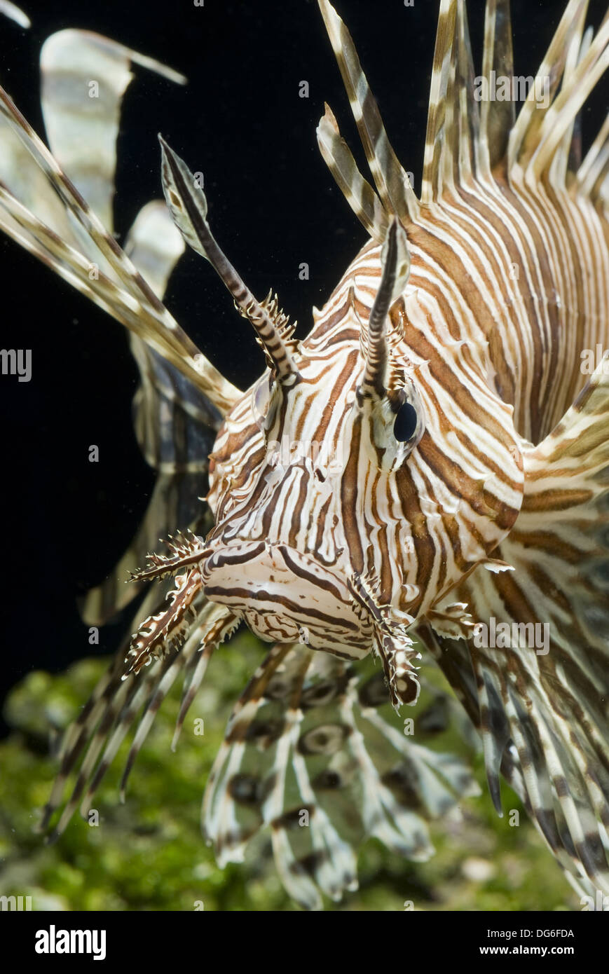 roten Rotfeuerfisch Pterois volitans Stockfoto