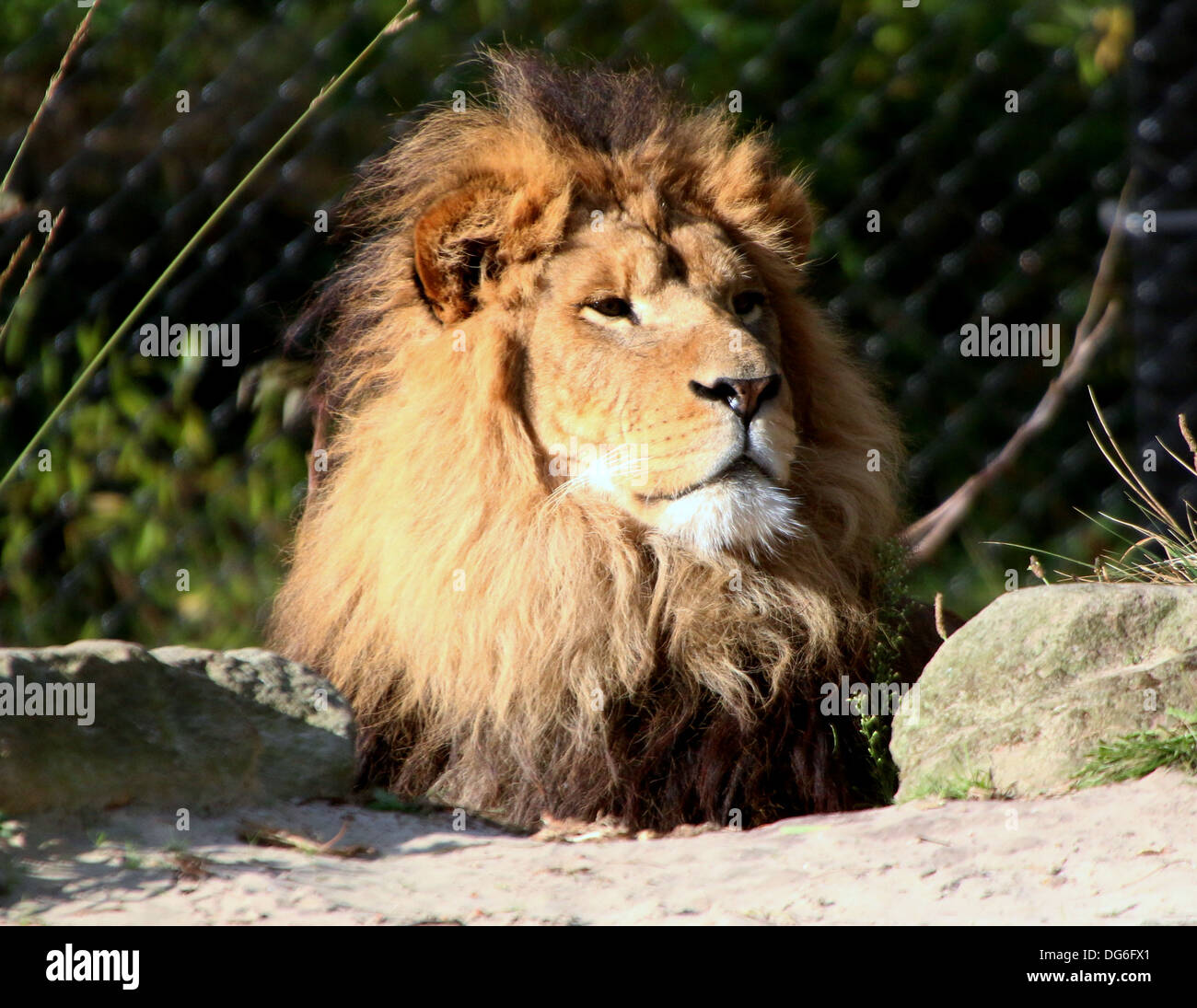 Nahaufnahme des Kopfes eines Reifen Löwen (Panthera Leo) im Zoo-Einstellung Stockfoto