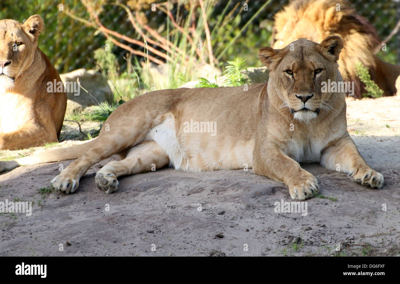 Nahaufnahme von einer Reifen Löwin (Panthera Leo) im Zoo-Einstellung Stockfoto