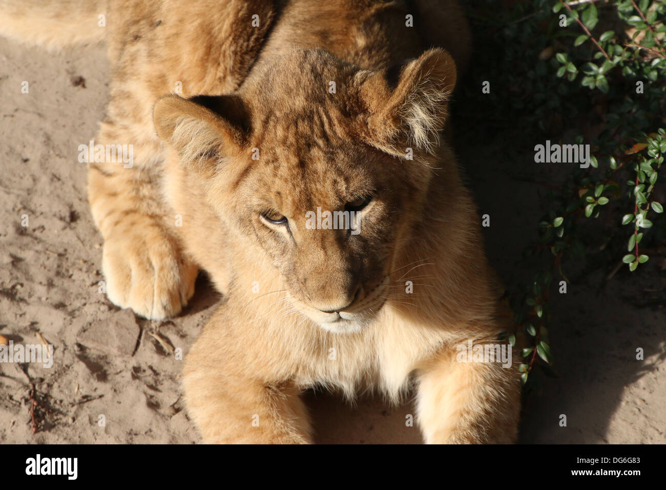 Nahaufnahme des Kopfes ein junger Löwe Cub (Panthera Leo) im Zoo-Einstellung Stockfoto