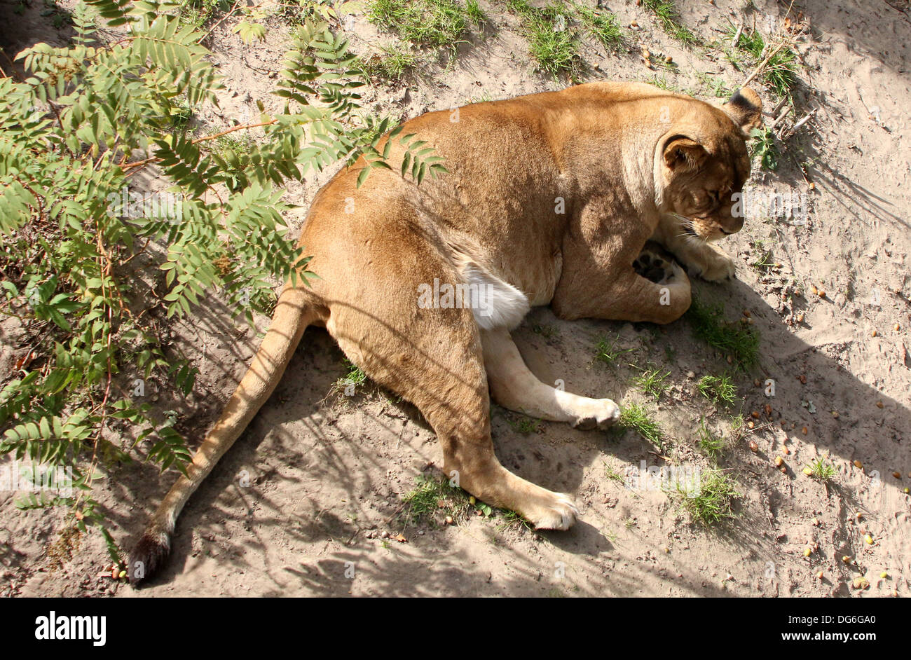 Nahaufnahme von einer Reifen Löwin (Panthera Leo) im Zoo-Einstellung Stockfoto