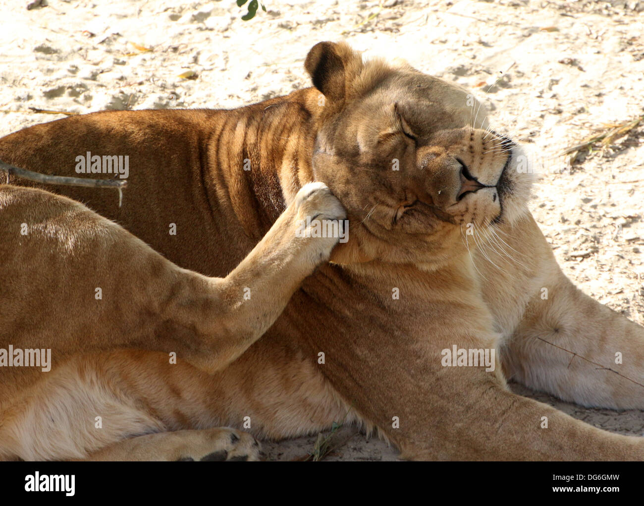 Nahaufnahme von einer Reifen Löwin (Panthera Leo) im Zoo-Einstellung Stockfoto