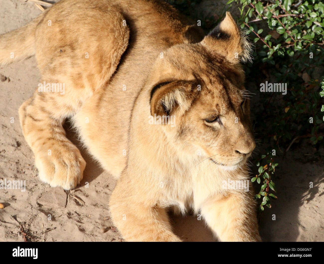 Nahaufnahme des Kopfes eines Reifen Löwen (Panthera Leo) im Zoo-Einstellung Stockfoto