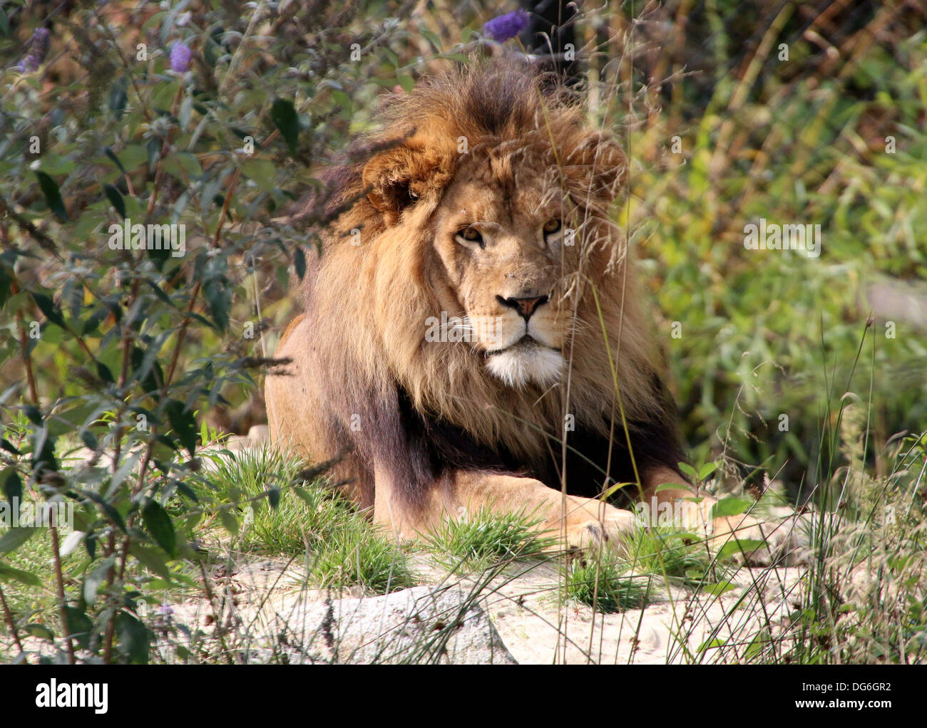 Nahaufnahme des Kopfes eines Reifen Löwen (Panthera Leo) im Zoo-Einstellung Stockfoto