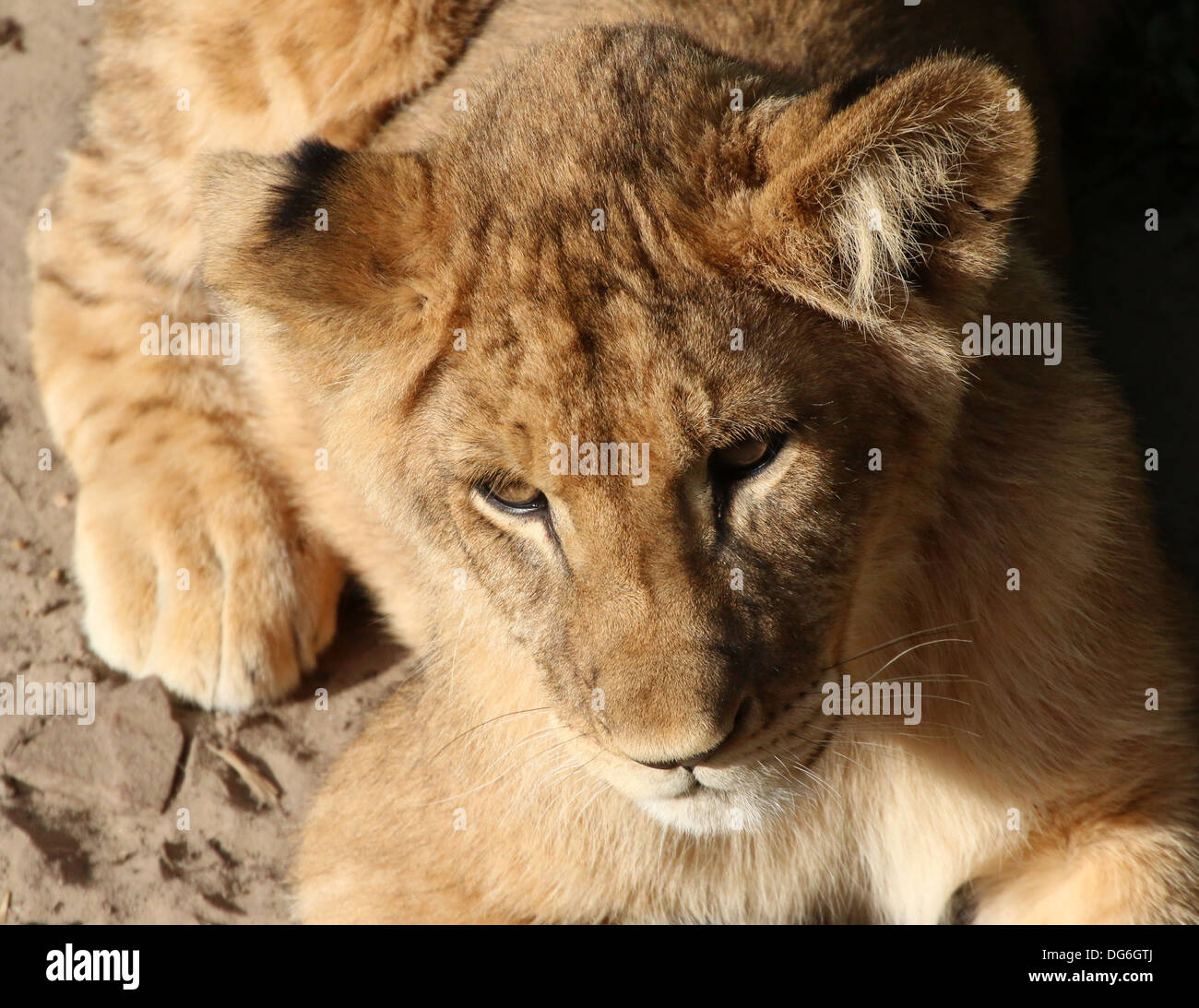 Nahaufnahme des Kopfes ein junger Löwe Cub (Panthera Leo) im Zoo-Einstellung Stockfoto