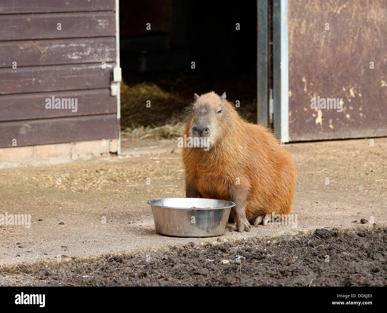Captive Capybara Fütterung an einen Zoo, Isle Of Wight, Hampshire, England Stockfoto