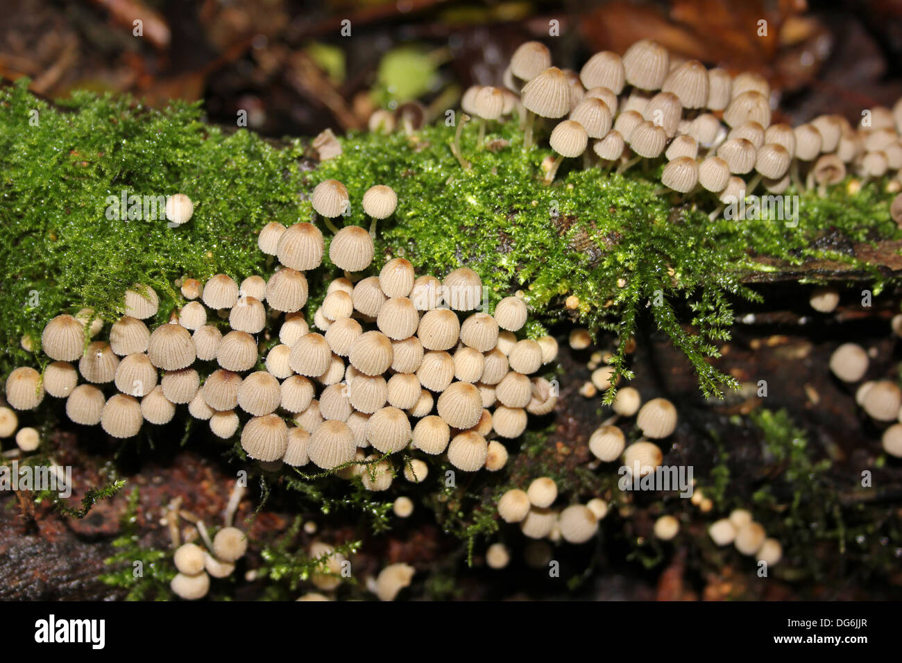 Feen Motorhauben Pilze Coprinellus disseminatus Stockfoto